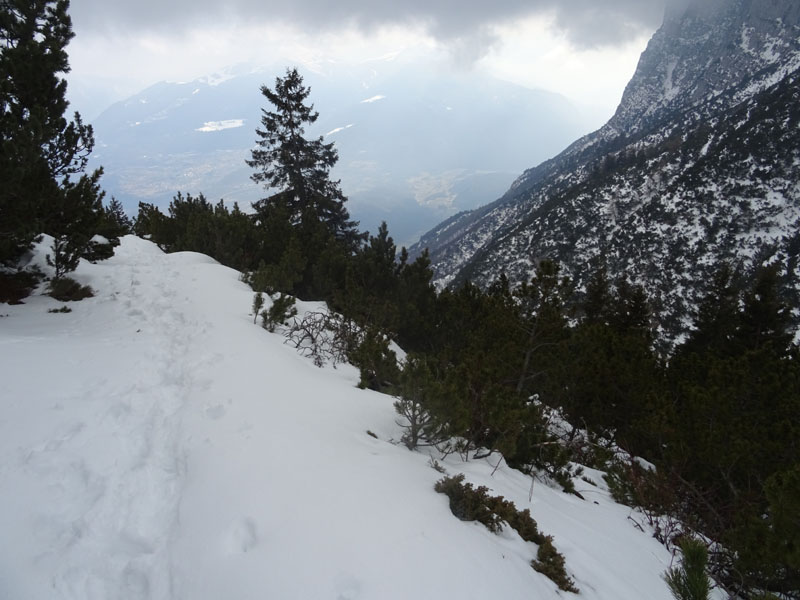 a migliaia sulla neve.....piccolissimi: Collembola Hypogastruridae : Hypogastrura sp.